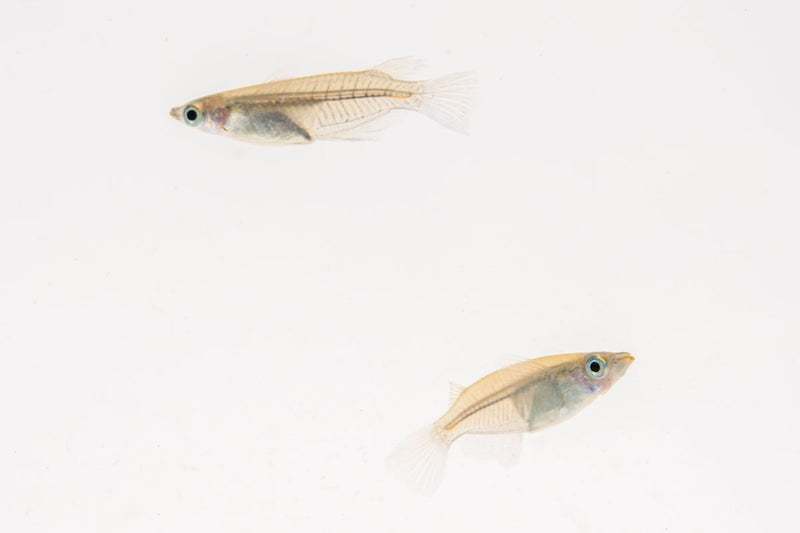 Japanese Javanese Medaka rice fish swimming in a clear aquarium, showcasing vibrant colors and small size.