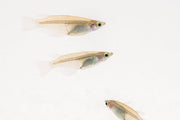 JA Javanese Medaka Rice Fish swimming in a clear aquarium, showcasing vibrant colors and small size typical of this freshwater fish.