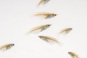 Javanese Medaka Rice Fish by JA, small colorful freshwater fish swimming in an aquarium, highlighting vibrant orange and white scales.