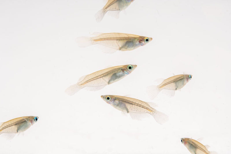 Javanese Medaka Rice Fish by JA, small colorful freshwater fish swimming in an aquarium, highlighting vibrant orange and white scales.