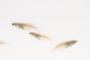 Javanese Medaka Rice Fish by JA, small colorful freshwater fish with vibrant orange and white markings in an aquatic environment.
