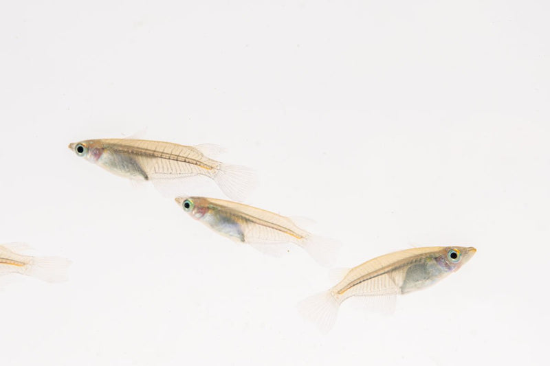 Javanese Medaka Rice Fish by JA, small colorful freshwater fish with vibrant orange and white markings in an aquatic environment.