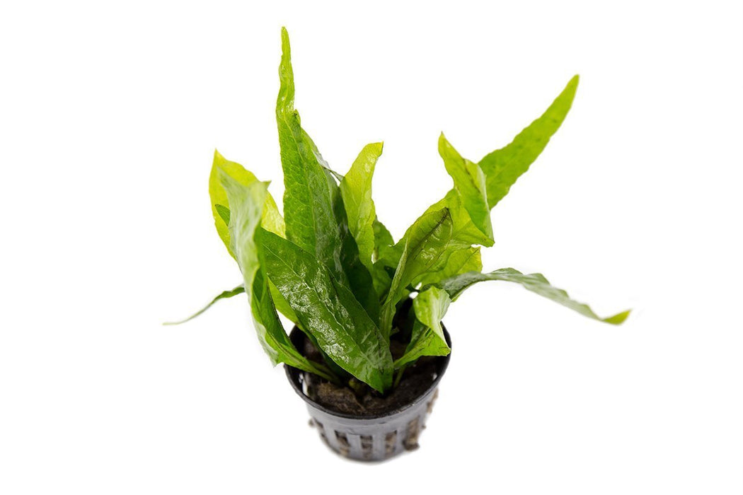 Java Fern Aquarium Plant — Buce Plant