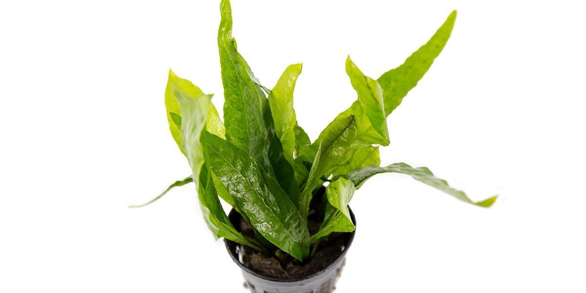 Java Fern Aquarium Plant — Buce Plant