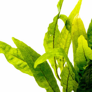 Java Fern Aquarium Plant — Buce Plant