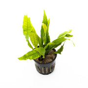 Aquatic Java Fern plant from ACW, showing lush green leaves ideal for freshwater aquariums.