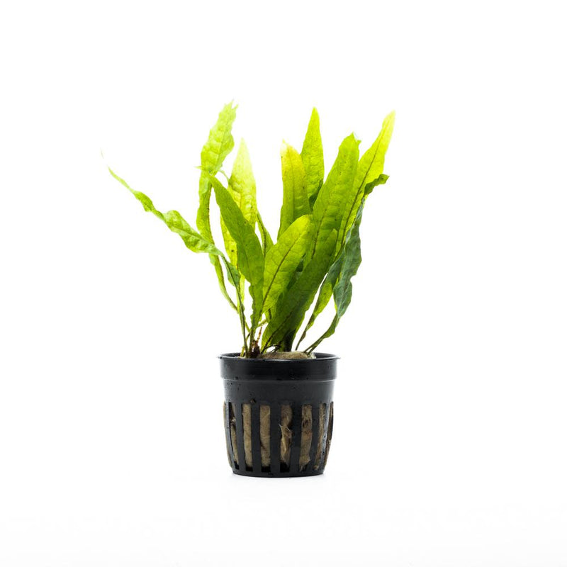 Aquatic Java Fern plant by ACW showing lush green fronds suitable for freshwater aquariums.