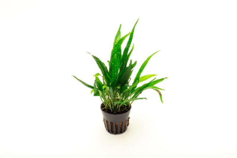 Java Fern Black Forest aquatic plant by CPA with dark green, lush fronds suitable for freshwater aquariums.
