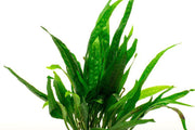 Dark green Java Fern Black Forest aquatic plant by CPA, showing lush fronds suitable for freshwater aquariums.