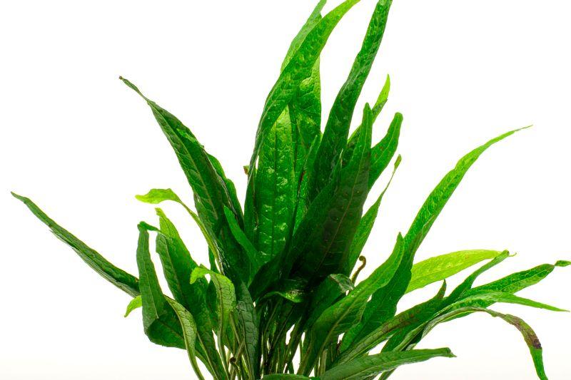 Dark green Java Fern Black Forest aquatic plant by CPA, showing lush fronds suitable for freshwater aquariums.