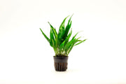 Dark green Java Fern Black Forest aquatic plant by CPA, with lush fronds ideal for freshwater aquariums.