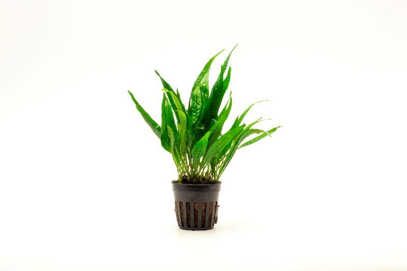 Dark green Java Fern Black Forest aquatic plant by CPA, with lush fronds ideal for freshwater aquariums.