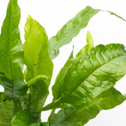 Healthy Java Fern Broad Leaf aquatic plant from CPA with lush green, broad leaves suitable for freshwater aquariums.