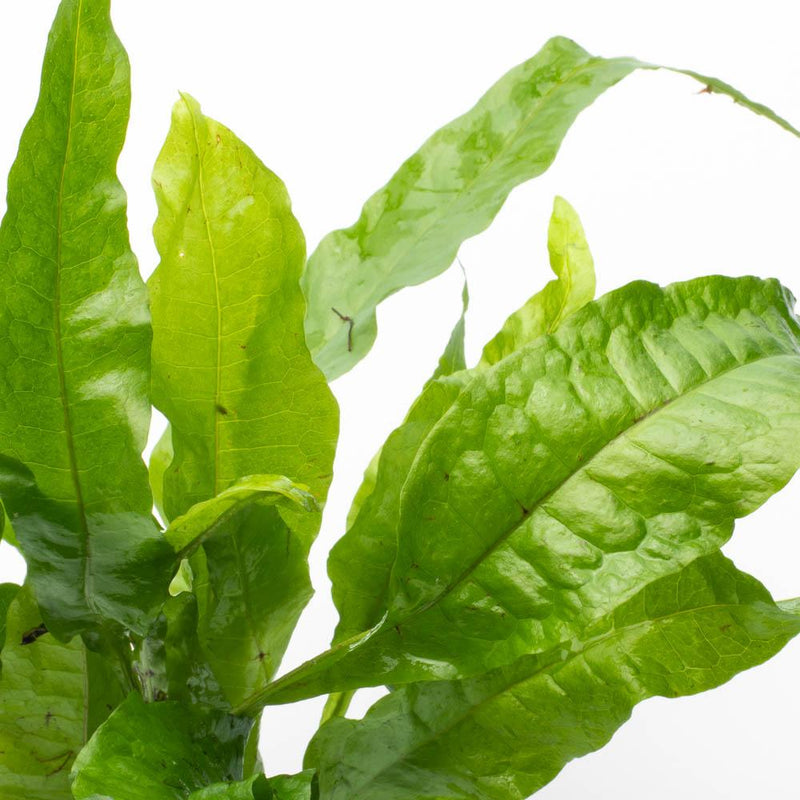Healthy Java Fern Broad Leaf aquatic plant from CPA with lush green, broad leaves suitable for freshwater aquariums.