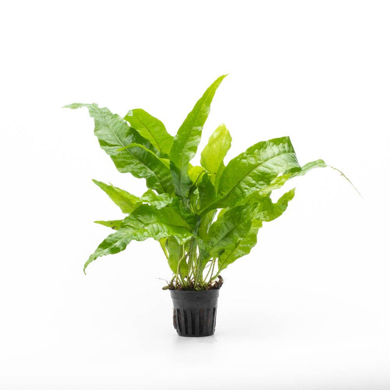 Broad leaf Java Fern aquatic plant by CPA, showing lush green foliage perfect for freshwater aquariums.