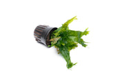 Healthy Java Fern Coral aquatic plant from CPA with bright green fronds, ideal for freshwater aquariums.