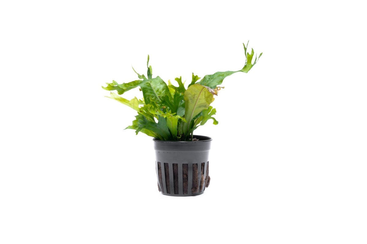 Java Fern Flower Java Fern Coral Easy Aquarium Plant - Buce Plant