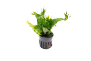Healthy Java Fern Coral aquatic plant from CPA, with vibrant green fronds and coral-like growth for freshwater aquariums.