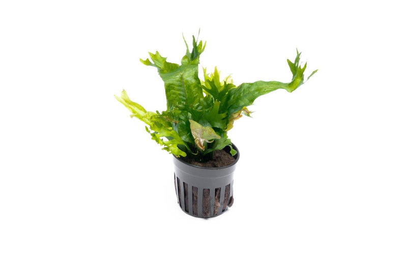 Healthy Java Fern Coral aquatic plant from CPA, with vibrant green fronds and coral-like growth for freshwater aquariums.