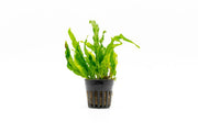 Brightly colored Java Fern Flaming aquatic plant from CPA, showcasing vibrant orange-red leaves suitable for freshwater aquariums.