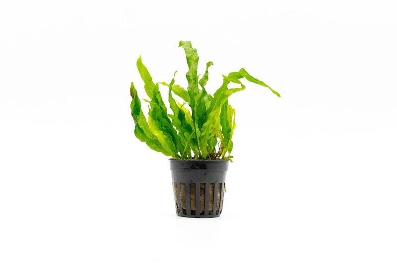 Brightly colored Java Fern Flaming aquatic plant from CPA, showcasing vibrant orange-red leaves suitable for freshwater aquariums.