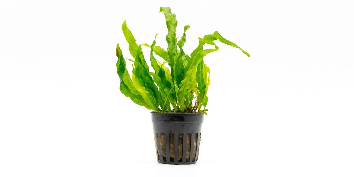 Java Fern Flower Java Fern Flaming Aquarium Plant - Buce Plant