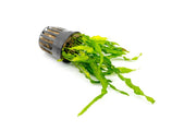 Bright green Java Fern Flaming aquatic plant from CPA with vibrant, fiery-colored leaves suitable for freshwater aquariums.
