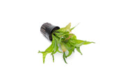 Golden Java Fern Sparkle aquatic plant by CPA with vibrant gold foliage, suitable for freshwater aquariums.