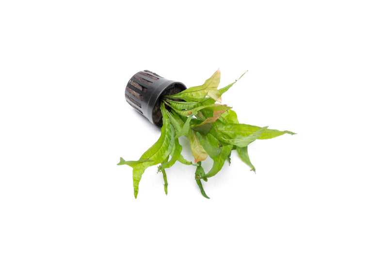 Golden Java Fern Sparkle aquatic plant by CPA with vibrant gold foliage, suitable for freshwater aquariums.