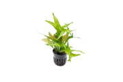 Brightly colored Java Fern Gold Sparkle aquatic plant from CPA featuring vibrant gold and green fronds in an aquatic setting.
