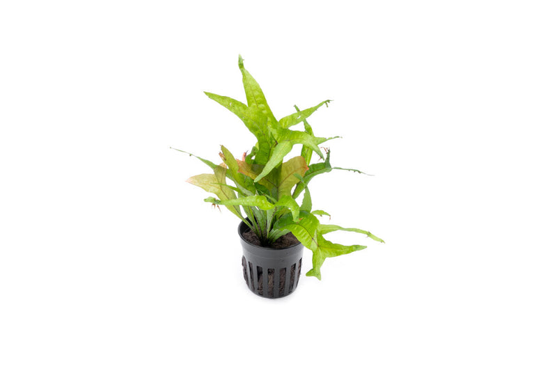 Brightly colored Java Fern Gold Sparkle aquatic plant from CPA featuring vibrant gold and green fronds in an aquatic setting.