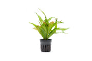 Gold Sparkle Java Fern aquatic plant by CPA with vibrant gold and green foliage, ideal for freshwater aquariums.