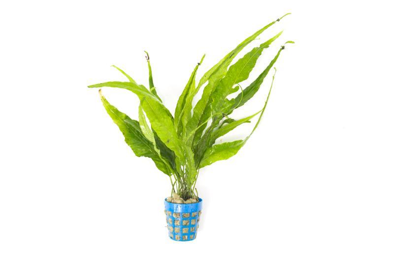 Java Fern Kiat Aquatic Plant - Buce Plant