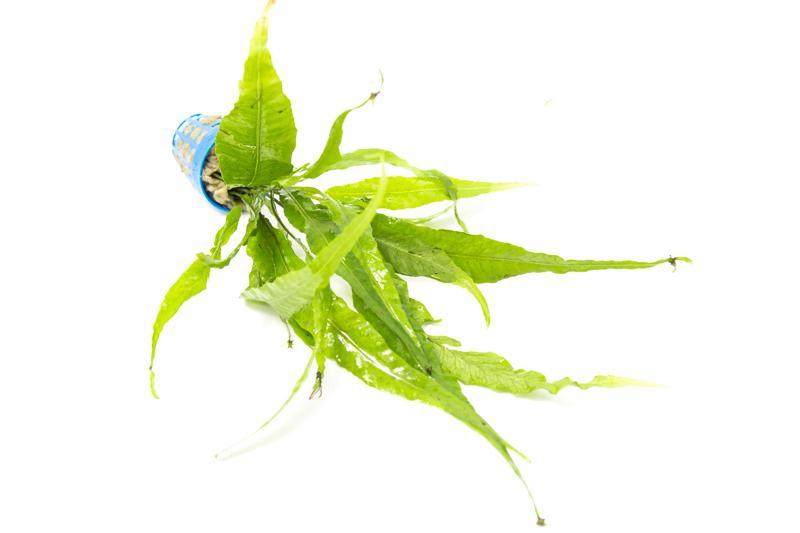 Java Fern Kiat Aquatic Plant - Buce Plant