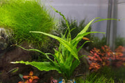 Java Fern Kiat Aquatic Plant - Buce Plant
