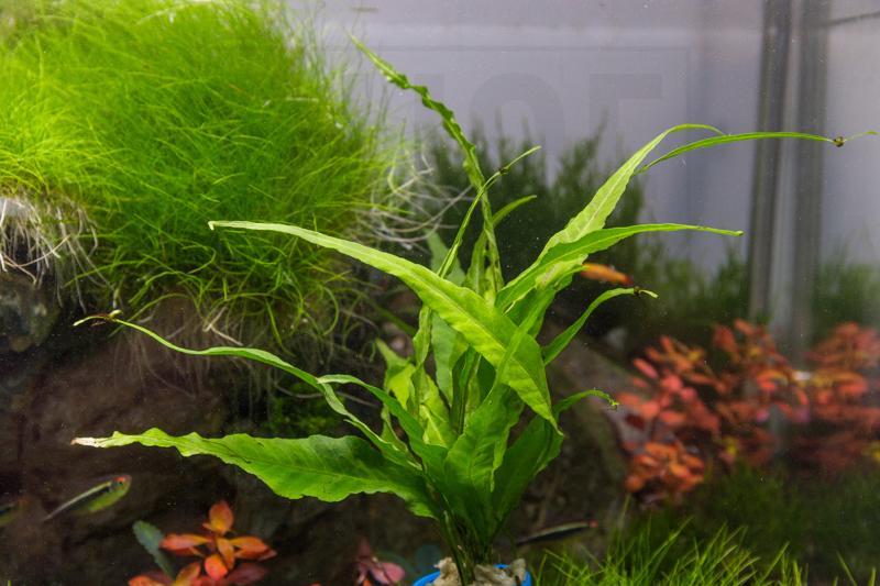 Java Fern Kiat Aquatic Plant - Buce Plant