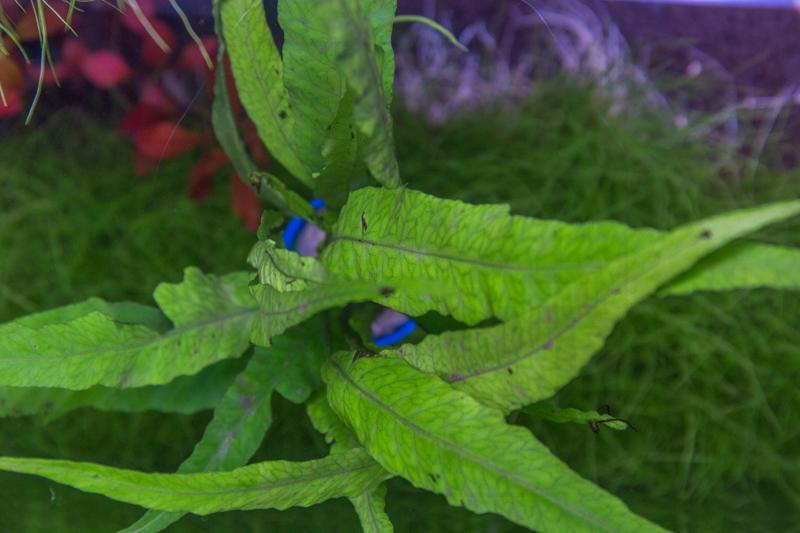 Java Fern Kiat Aquatic Plant - Buce Plant