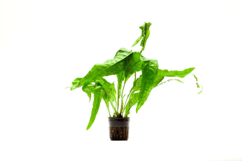 Healthy Java Fern Lettuce (Microsorum latifolia) aquatic plant from CPA with vibrant green fronds for freshwater tanks.