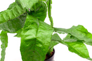 Healthy Java Fern Lettuce Microsorum Latifolia aquatic plant from CPA with bright green, bushy fronds for freshwater aquariums.