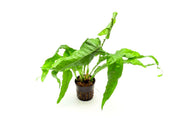 Java Fern Lettuce (Microsorum Latifolia) aquatic plant from CPA, showing lush green fronds suitable for freshwater aquariums.