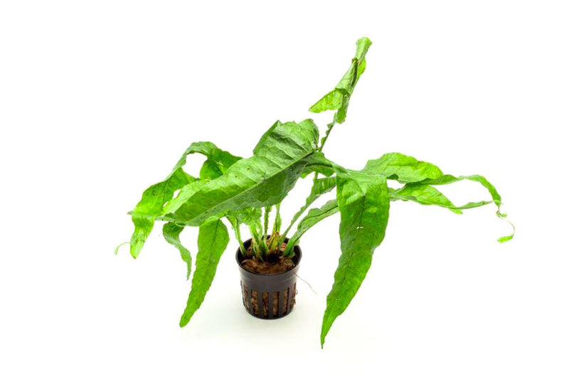 Java Fern Lettuce (Microsorum Latifolia) aquatic plant from CPA, showing lush green fronds suitable for freshwater aquariums.