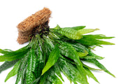 Aquatic Java Fern plant on a Coco Fiber Mat by ACW, suitable for freshwater aquarium decoration and plant growth.