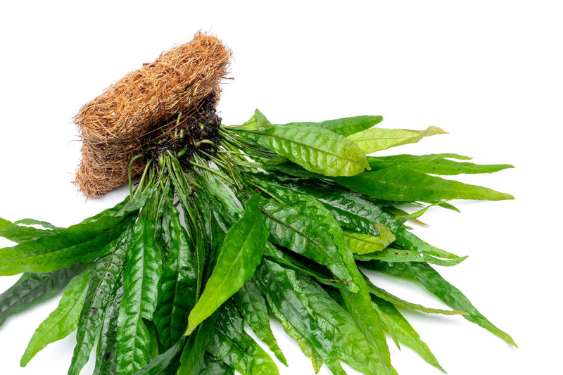 Aquatic Java Fern plant on a Coco Fiber Mat by ACW, suitable for freshwater aquarium decoration and plant growth.