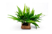 Java Fern aquatic plant attached to coconut fiber mat, ideal for freshwater aquariums, by ACW.