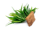Java Fern aquatic plant attached to a coconut fiber mat, suitable for freshwater aquariums, by ACW.