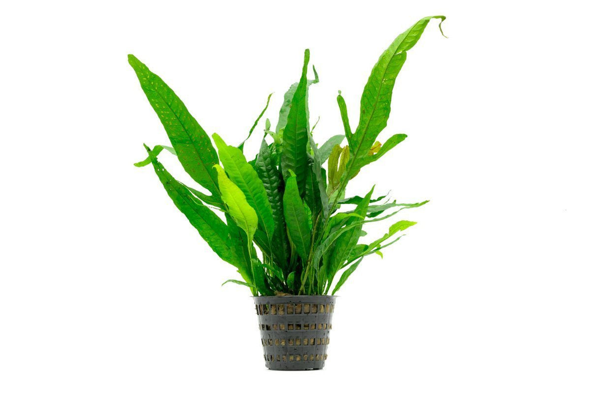 Fern Aquarium Plants | Aquatic Ferns | Buce Plant