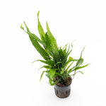 Java Fern Sp. Narrow Aquarium Plant — Buce Plant