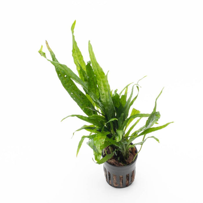 Java Fern Sp. Narrow Aquarium Plant — Buce Plant