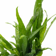 Java Fern Narrow Aquatic Plant - Buce Plant