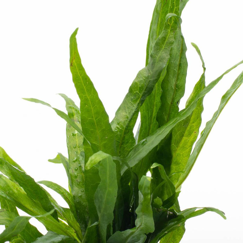 Java Fern Narrow Aquatic Plant - Buce Plant